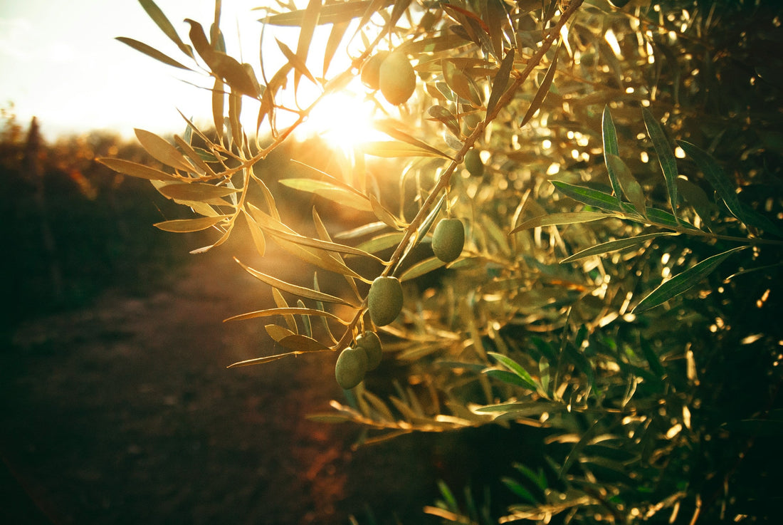 The Complete Guide to Greek Extra Virgin Olive Oil