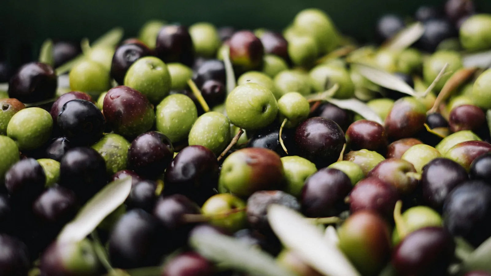 Olive groves in Kalamata