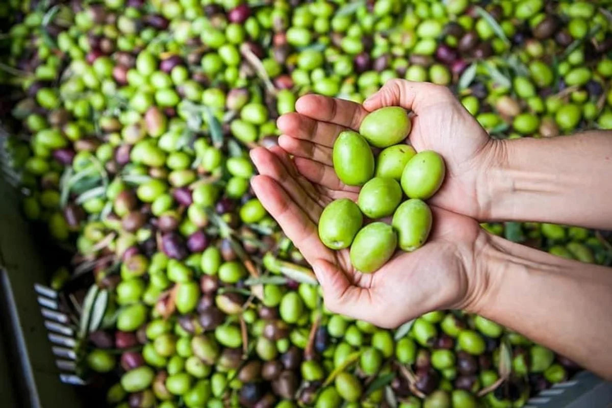 Olive trees in Greece